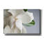 «Magnolia» par PhotoINC Studio-1628571292