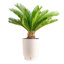 Plant in Basket