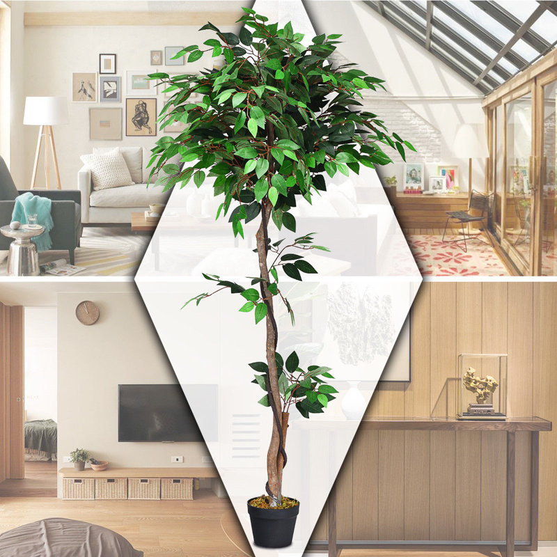 150cm Ficus Tree in Pot