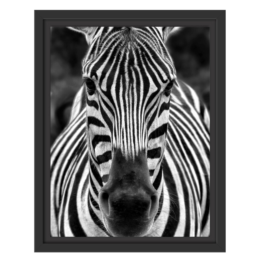 Gerahmtes Wandbild Zebra Porträt