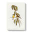 Yellow-Bellied Flycatcher Birds by Elizabeth Gould - Wrapped Canvas-55320096