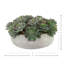 Succulents Arranged in a Ceramic Planter