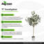 Eucalyptus Tree