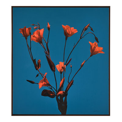 Teng Fei's Sunset Blooms