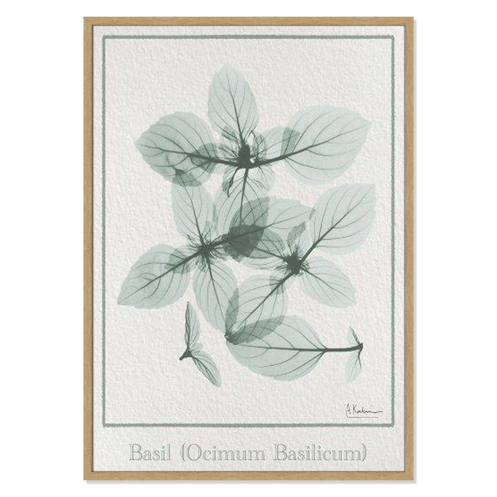 Jeanette "Basil Ocimum Basilicum" Painting, 41.5" H x 29.5" W x 1.25" D, Natural Framed Paper