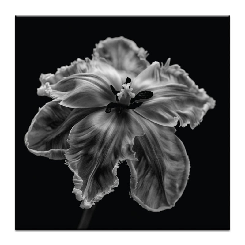 Print on Canvas, 102cm H x 102cm W, Wrapped Canvas