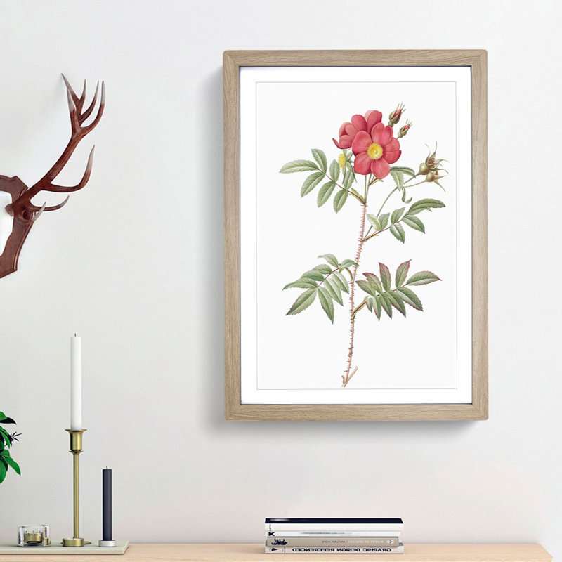 Red-Leaved Rose by Pierre-Joseph Redoute - Picture Frame Painting Print, Oak Framed, 36cm H x 27cm W x 2cm D
