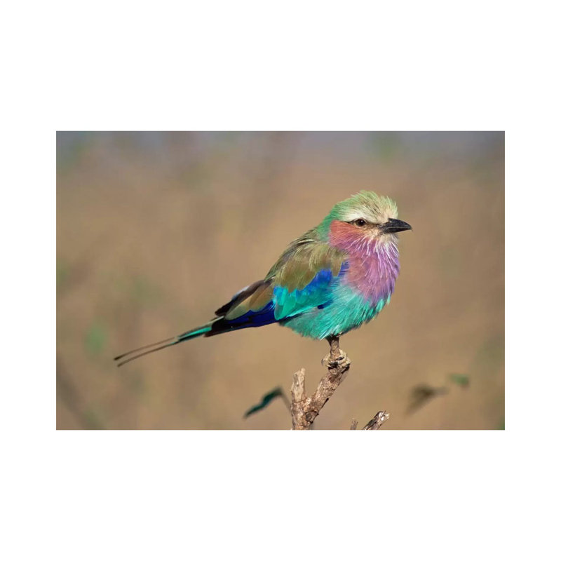 Lilac-Breasted Roller Perching, Masai Mara Game Reserve, Kenya 1 Piece Wrapped Canvas Painting, 30.48 cm H x 45.72 cm W