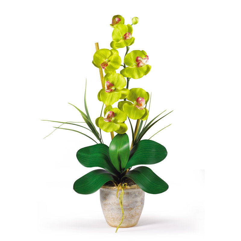 Orchids Arrangement in Pot