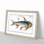 Saltwater Catfish by M.E. Bloch - Picture Frame Painting Print-55613371-55613373