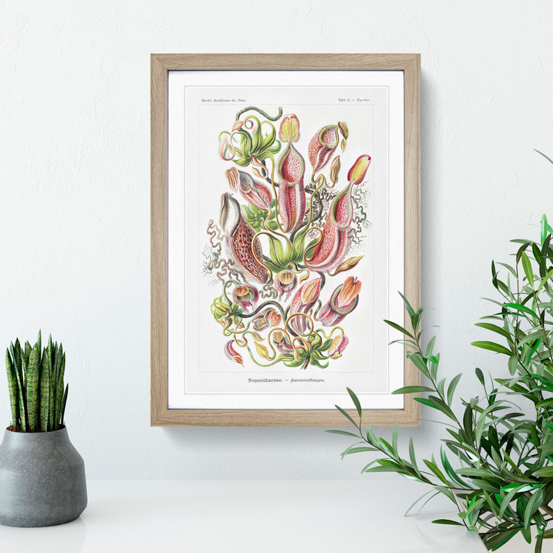 Pitcher Plants by Ernst Haeckel - Framed Print, 48cm H x 36cm W x 2cm D, Oak Framed