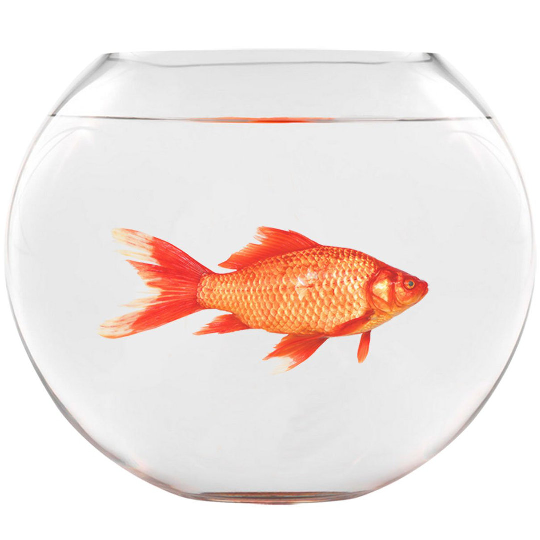 Jahn Animals Wall Sticker / Decal Harriet Bee 