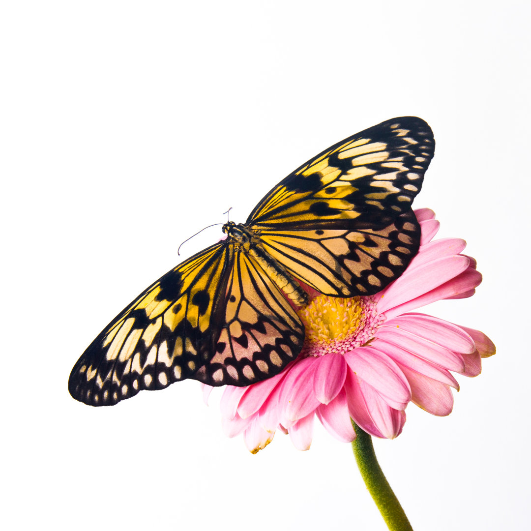 Prairieville Tiger Schmetterling von FotoMaximum - Leinwandfoto gewickelt