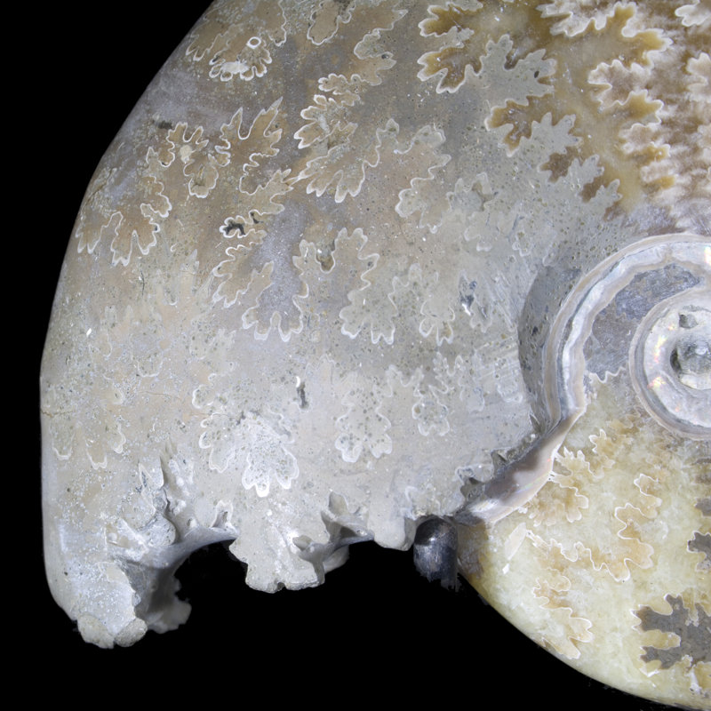 Ammonite fossile poli Carleton Smith