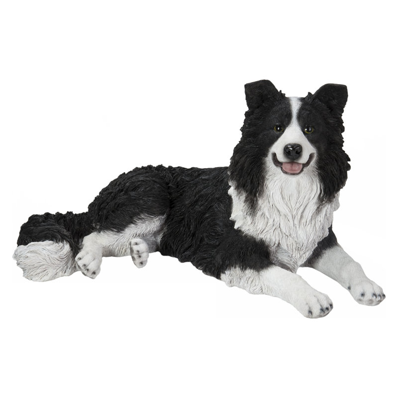 Border collie couché