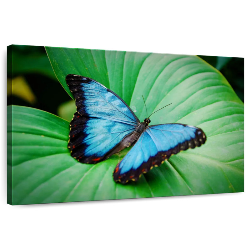 Blue Morpho On Leaf, 34" H x 51" W