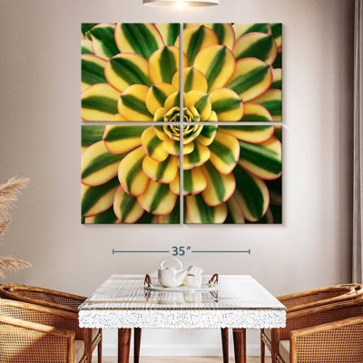 Plante grasse Harnek