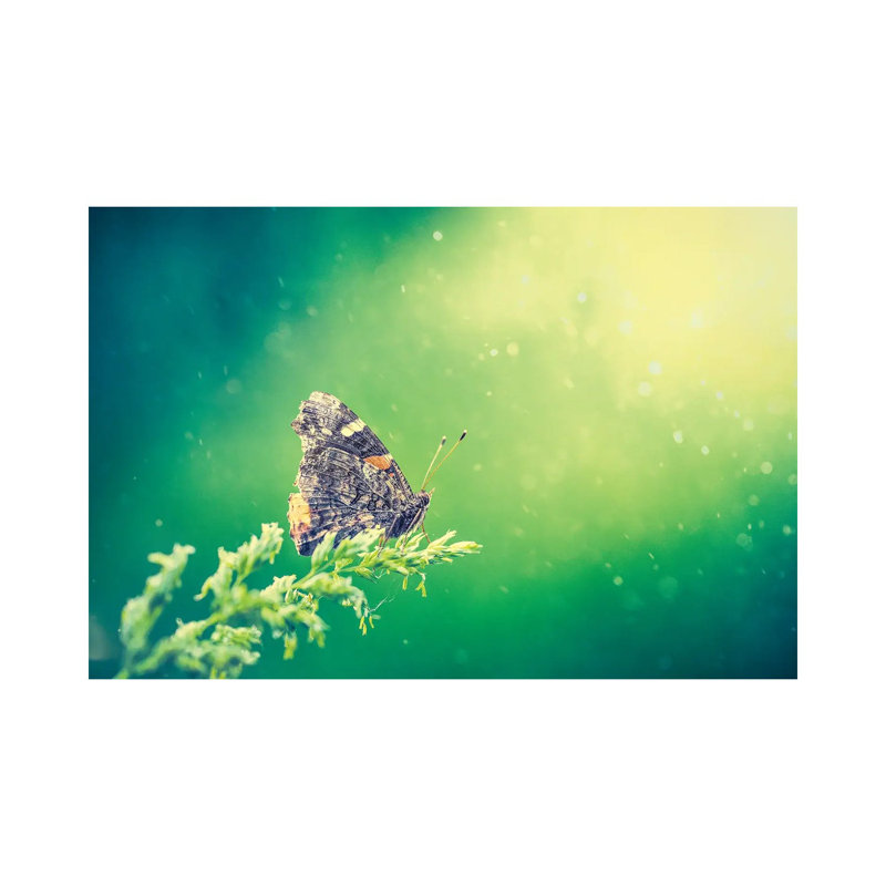 Butterfly At The Beam Of Sun by Nik Rave - Wrapped Canvas Gallery-Wrapped Canvas Giclée, 66.04cm H x 101.6cm W