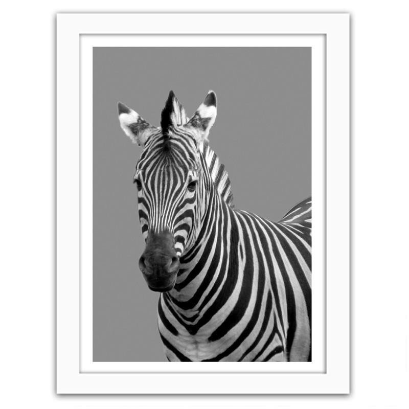 Gerahmter Fotodruck Zebra In Black and White