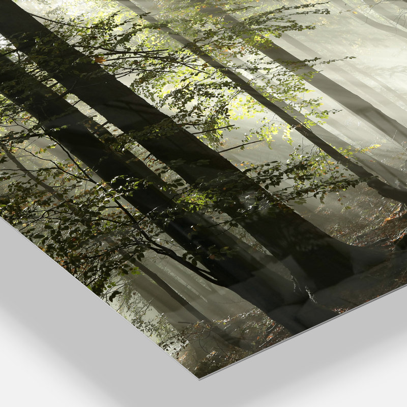 Lumière dans une forêt d'automne dense avec brouillard - Photographie sans cadre sur métal, H 34 po x l 44 po