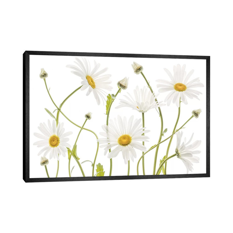 Ox Eye Daisies by Mandy Disher - Print on Canvas, 66.04cm H x 101.6cm W x 3.81cm D, Black Framed