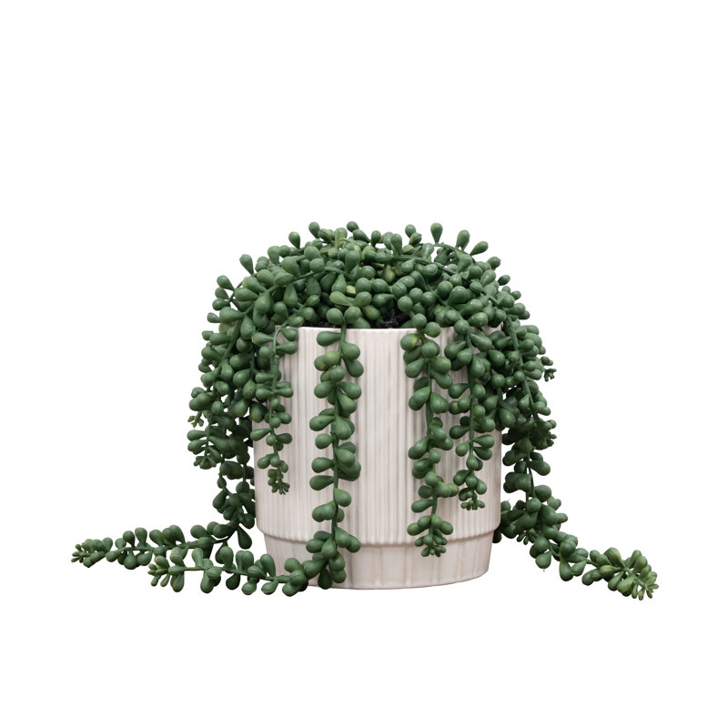 10" String of Pearls Arrangement