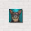 "Chihuahua bleu foncé" par Carolee Vitaletti-2117087674