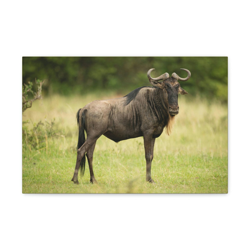 No Frame Print on Canvas, 30.48cm H x 40.64cm W