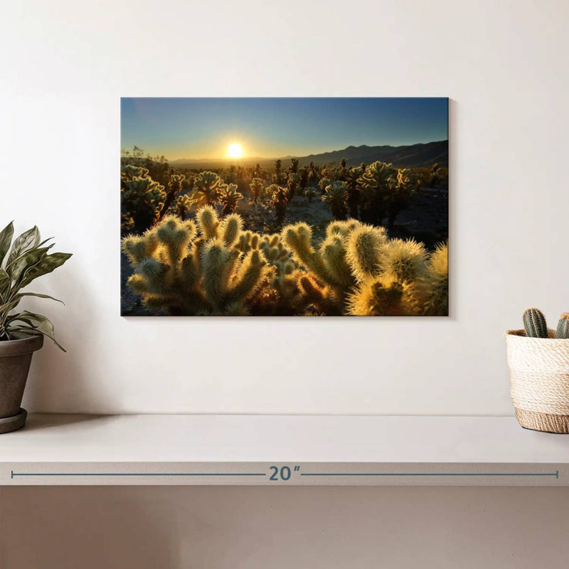 Jardin Harnek Cholla Cactus, H 8 po x l 12 po