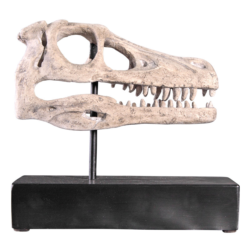 Velociraptor Dinosaur Skull Fossil Sculpture