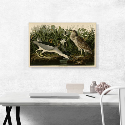 " Black-Crowned Night-Heron " by James Audubon