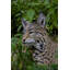 STATUE BOBCAT ASSISE