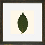Small Pressed Leaves IV Print