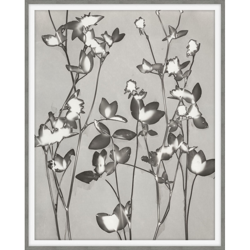 Plants & Flowers Print by Darrell Kincer, 38.75" H x 31.75" W