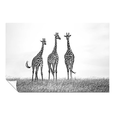 Giraffes Wildlife - No Frame Print