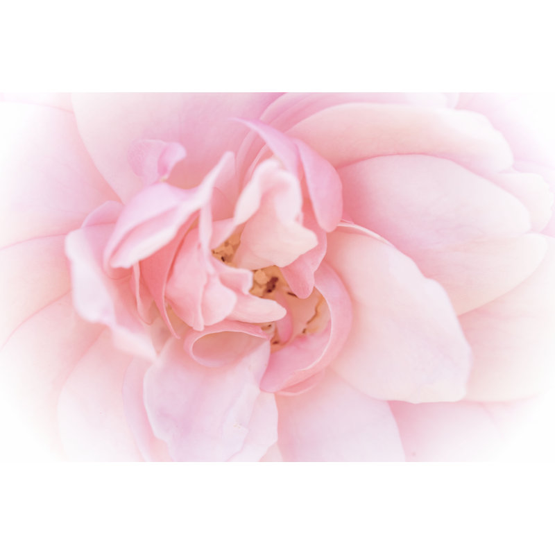 Jolies fleurs roses III, H 20 po x l 30 po x P 1,25 po