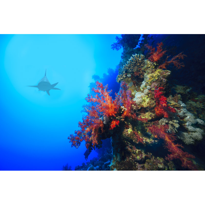 Shark Reef by Ultramarinfoto - No Frame Art Prints on Canvas, 51cm H x 76cm W