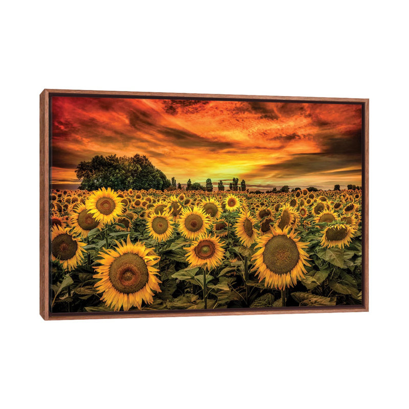 «Tuscany Sunflowers Field» - reproduction, H 26 po x l 40 po x 1,5 po, Toile avec cadre en bois classique
