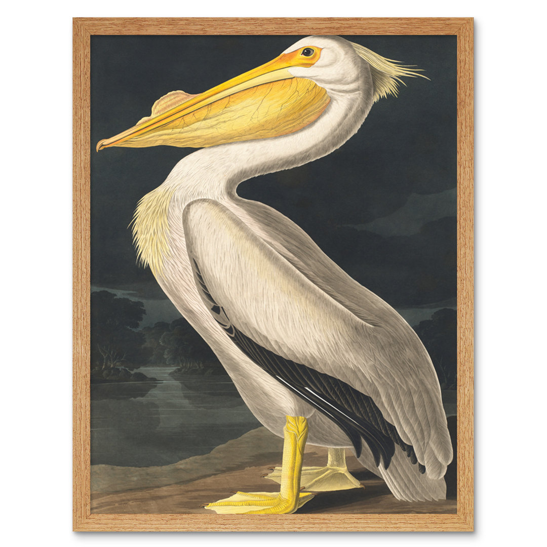 Audubon Style Vintage Detailed Pelican Bird - Print