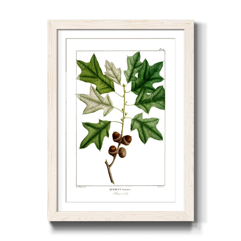 Bears Oak - Peinture encadrée sur papier, H 31,5 po x l 23,5 po x P 1,5 po, Blanc