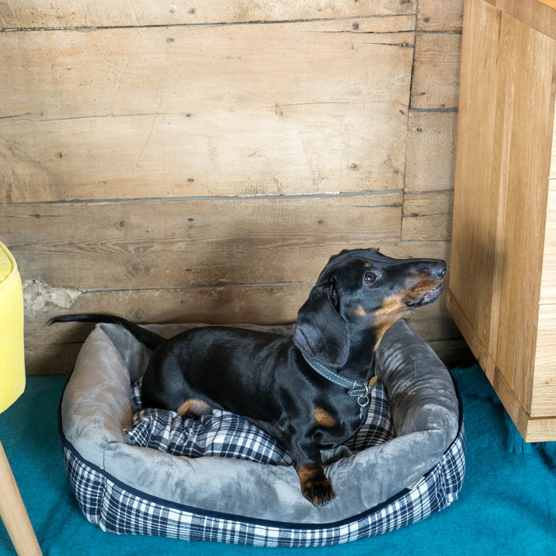 Winford Polyester Pet Bed, Medium