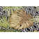 Brown/Green Indoor/Outdoor Rug