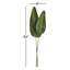 Strelitzia Leaf Stem