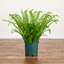 UV Resistant Artificial Boston Fern Plant With Real Touch Leaves (Indoor/Outdoor)-583265191