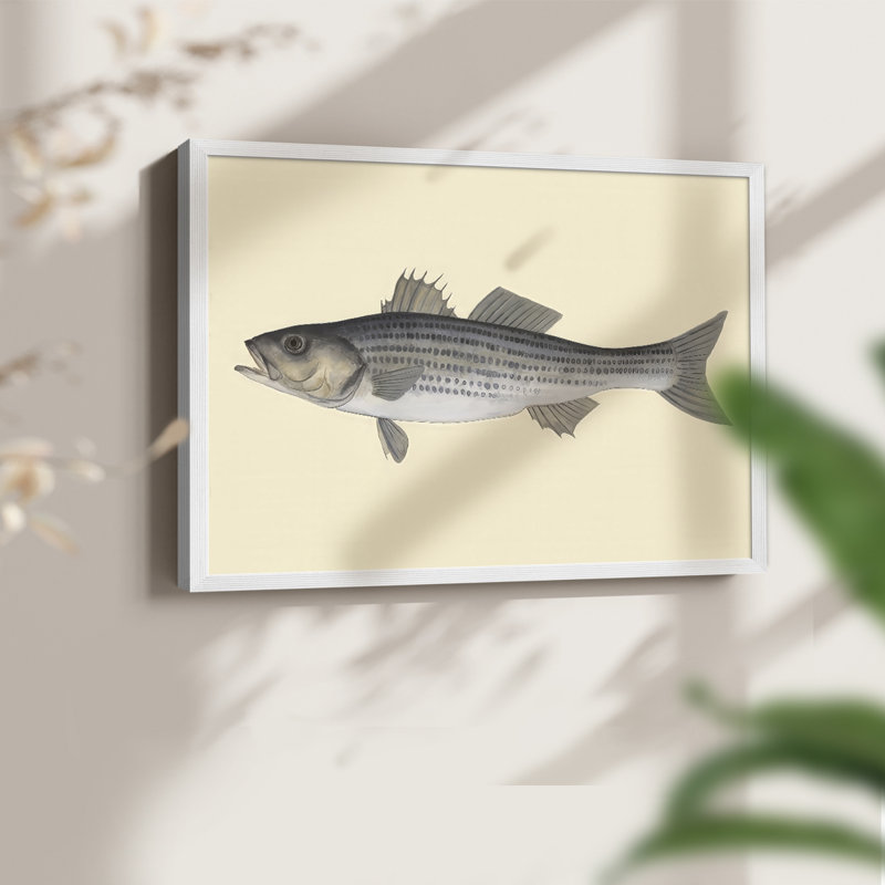 Saltwater Species I -Framed Print - Restickable, H 16 po x l 20 po, Blanc