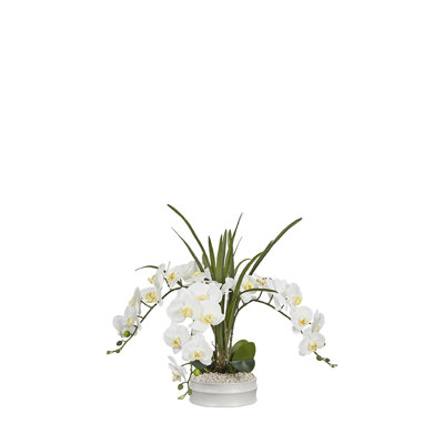 Phael Orchids in Matte White Bowl