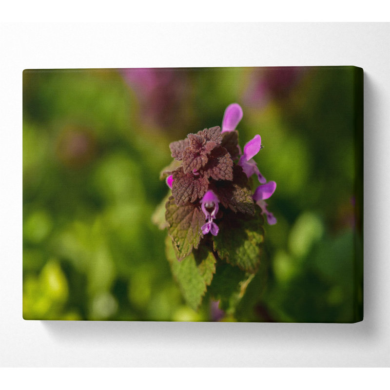 No Frame Print on Canvas, 66cm H x 106.6cm W