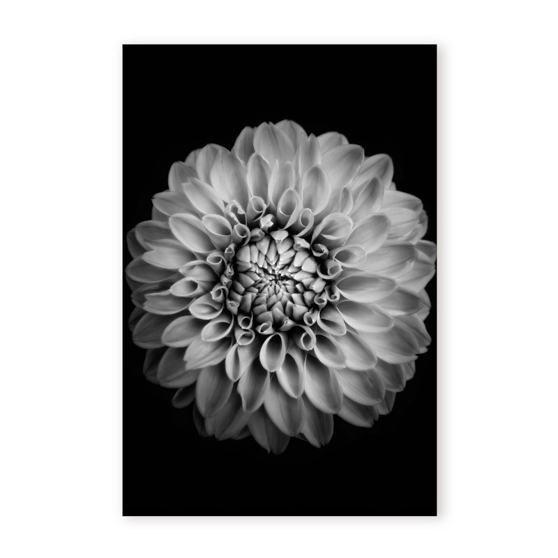 Nature Inspired Marigold by  - Picture Frame Photograph on Paper, 48" H x 32" W x 1.5" D, Wrapped Canvas, Does Not Apply