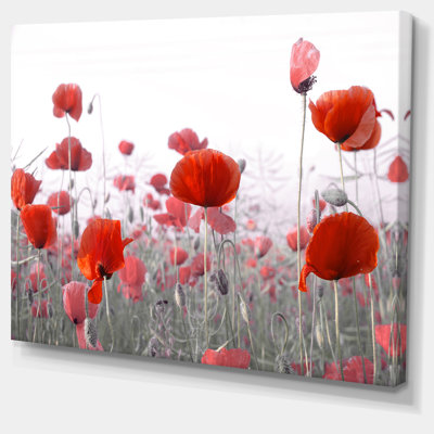 " Amazing Red Poppy Flower Garden "