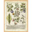 Art mural Martha Stewart Bedford, tableau de légumes rétro I, 13,5 po x 17,5 po, décor de salon et de chambre à coucher, encadré